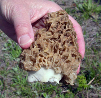Morchella esculenta, view of the irregular pattern of pits and ridges on the cap.